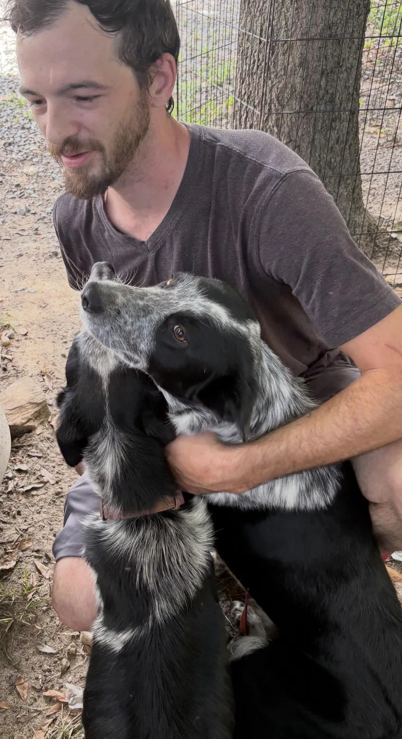 A young medium-sized male Border Collie dog named Cyrus for adoption in Cary, NC