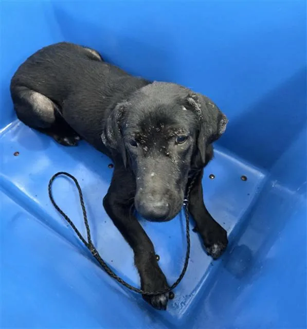A young large-sized female Mixed Breed dog named Maribel for adoption in Dallas, TX
