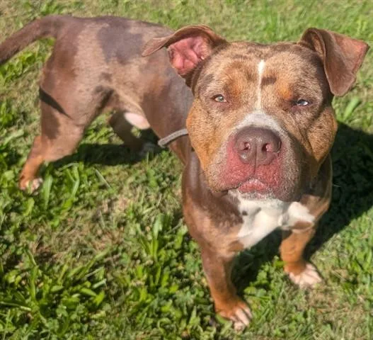 An adult large-sized male Pit Bull Terrier dog named Pepe for adoption in Akron, OH