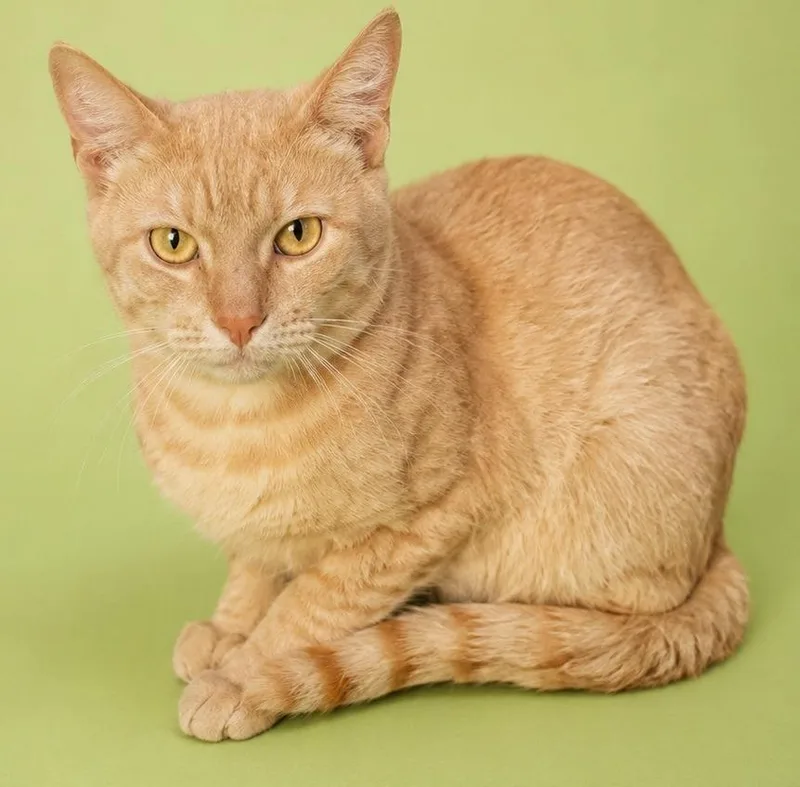 A young medium-sized male Domestic Short Hair cat named Twizzler for adoption in Wauchula, FL