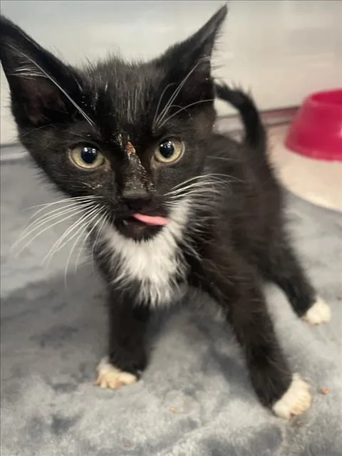A baby small-sized male Domestic Short Hair cat named Sol for adoption in Tracy, CA
