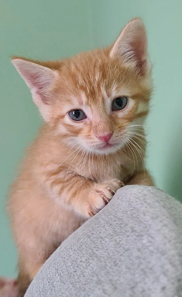 A baby medium-sized male Domestic Short Hair cat named Kudzu for adoption in Portland, IN