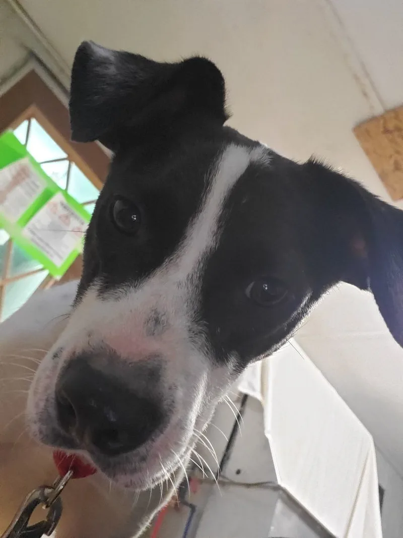 Minnie Mouse thumbnail 3