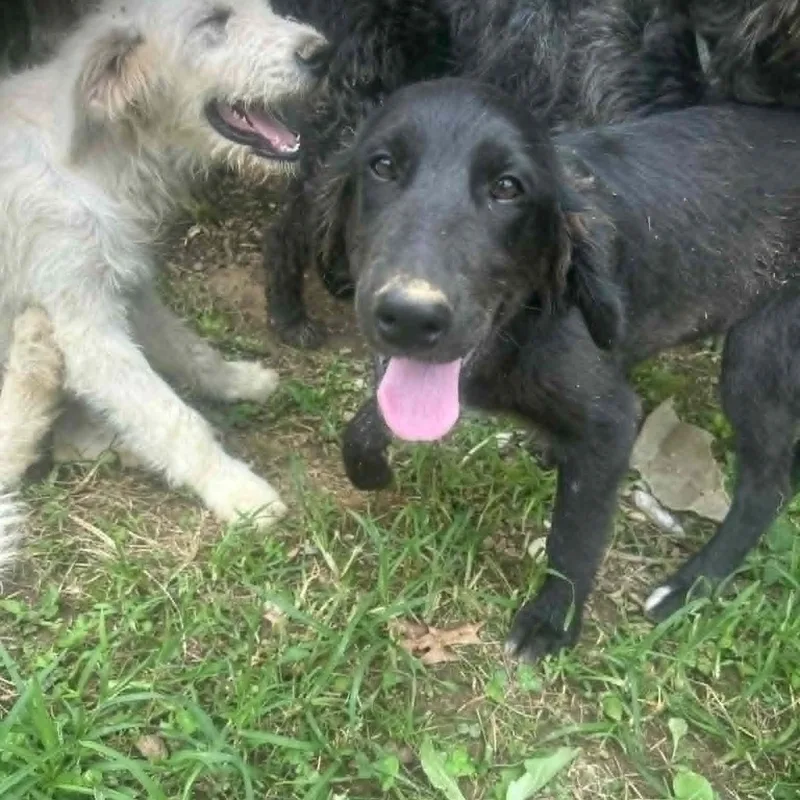 Gemma thumbnail 2