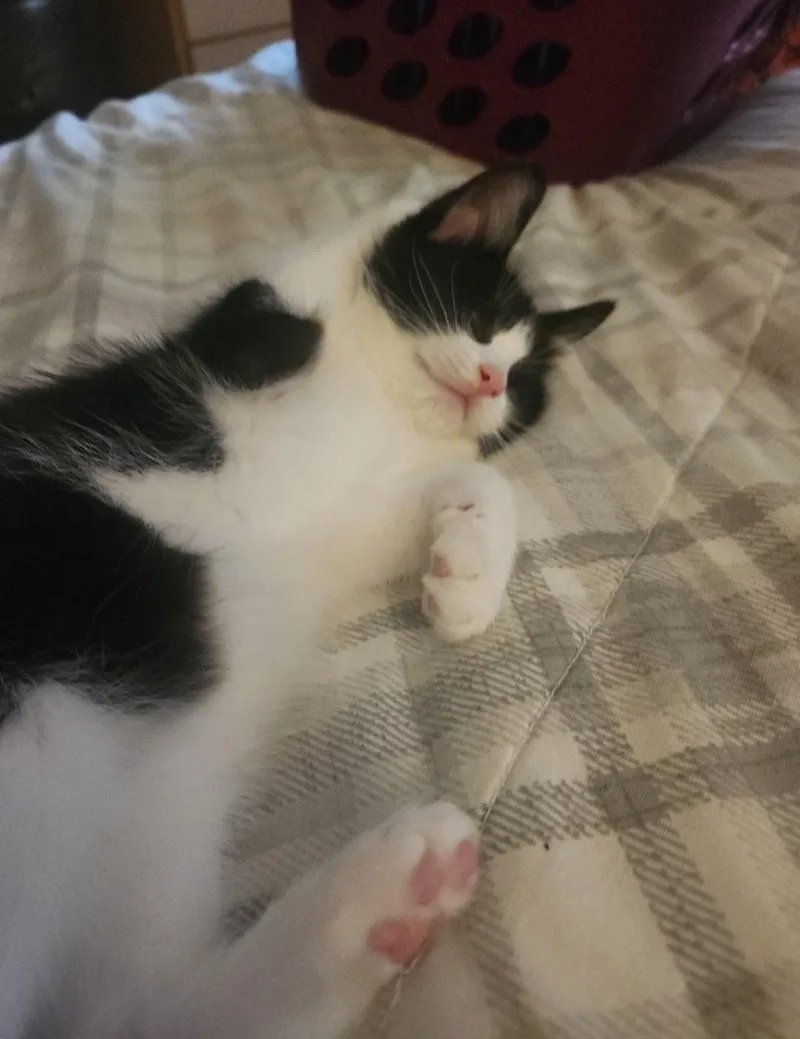 A baby medium-sized male Black & White / Tuxedo Domestic Short Hair cat named Rocky for adoption in Clayton, NJ