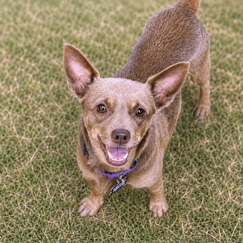 An adult small-sized male Brown / Chocolate Chihuahua dog named Hashbrown for adoption in Boerne, TX