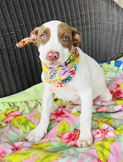 A baby small-sized female Mixed Breed dog named Shirley $ for adoption in Seneca, SC