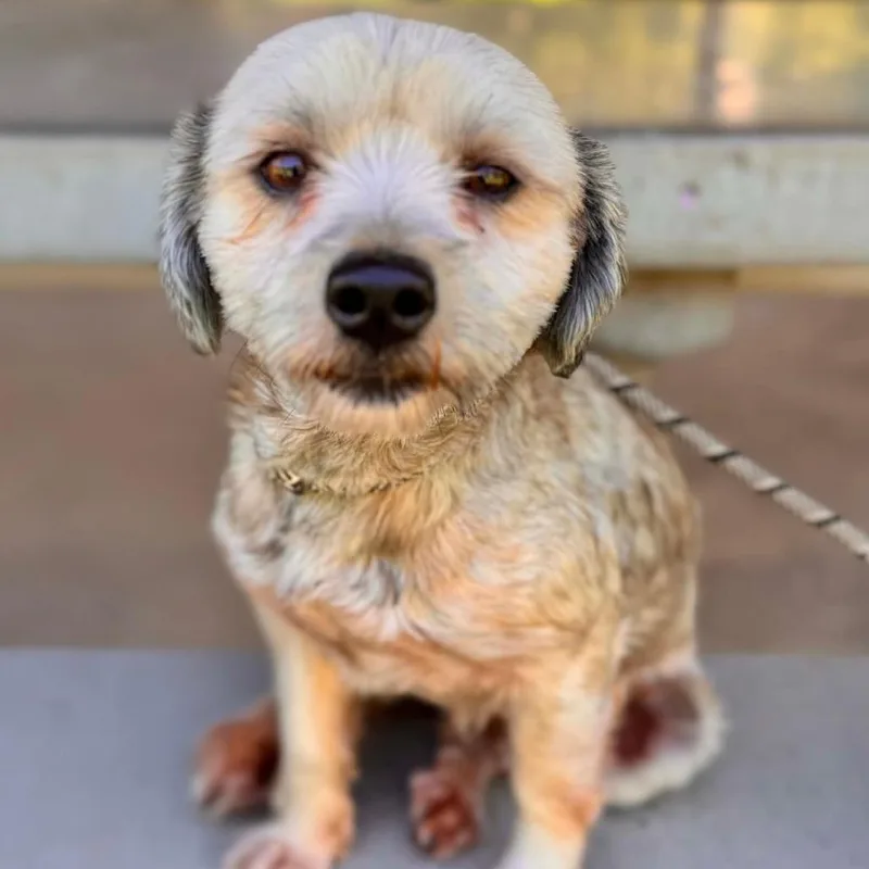 An adult small-sized male Gray / Blue / Silver Miniature Schnauzer dog named Tiberious Chino Hills for adoption in Chino Hills, CA