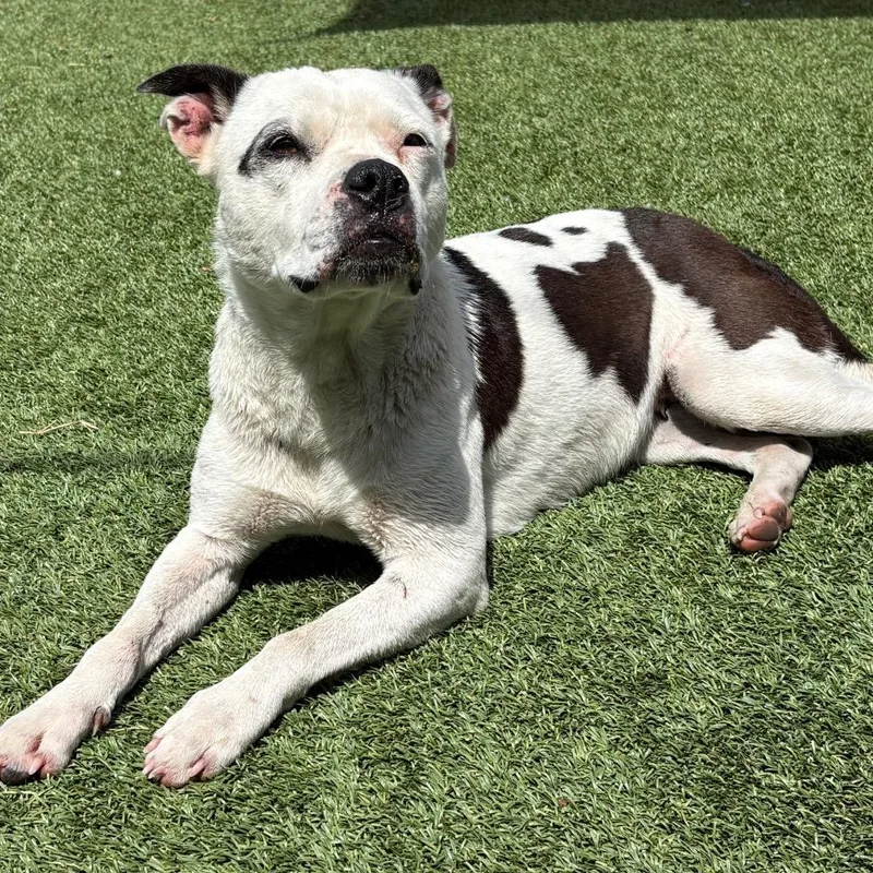 An adult medium-sized female White / Cream Terrier dog named Daisy for adoption in Chattanooga, TN
