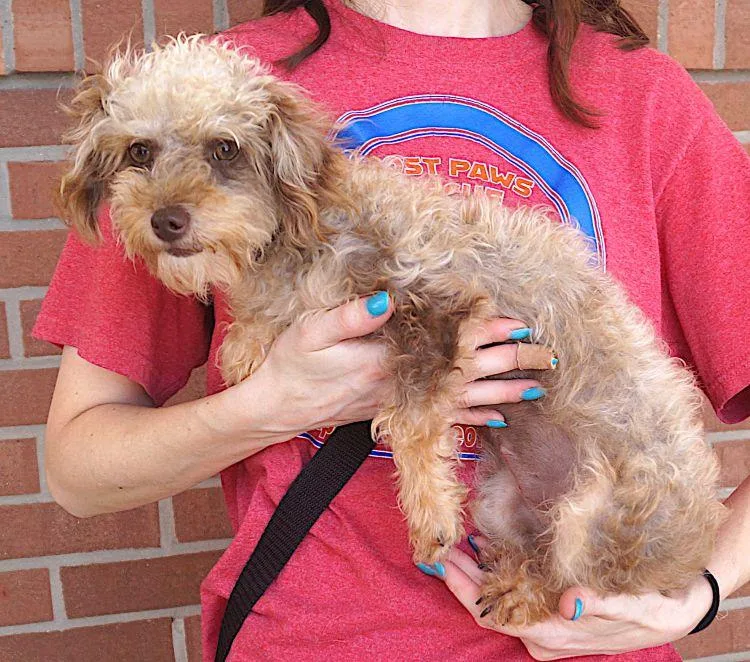 An adult small-sized female Apricot / Beige Poodle (Toy) dog named Fleecy for adoption in Carrollton, TX