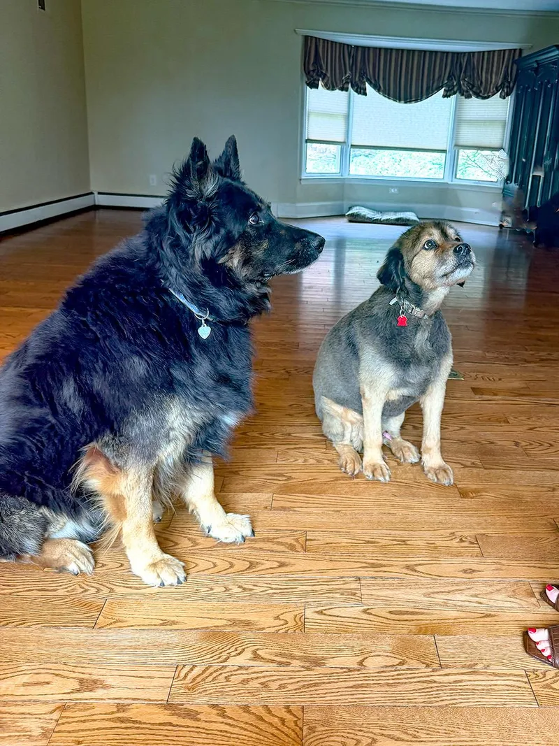 An adult large-sized male Black German Shepherd Dog dog named Rocco for adoption in Millburn, NJ