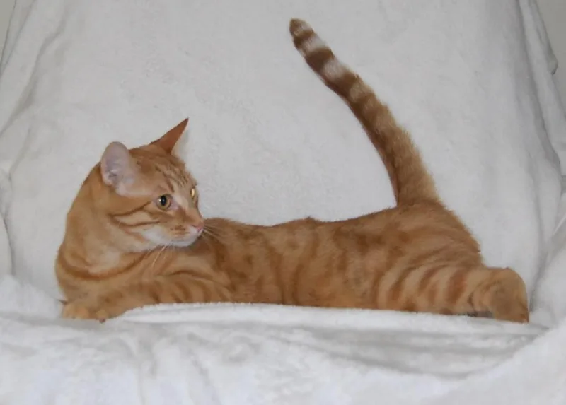 A young medium-sized male Domestic Short Hair cat named Tangelo for adoption in Salt Lake City, UT