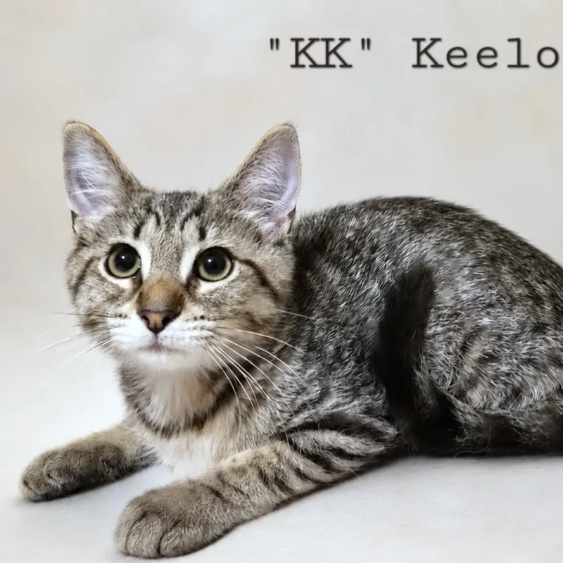 A baby small-sized male Buff / Tan / Fawn Domestic Short Hair cat named Keelor for adoption in Quincy, OH