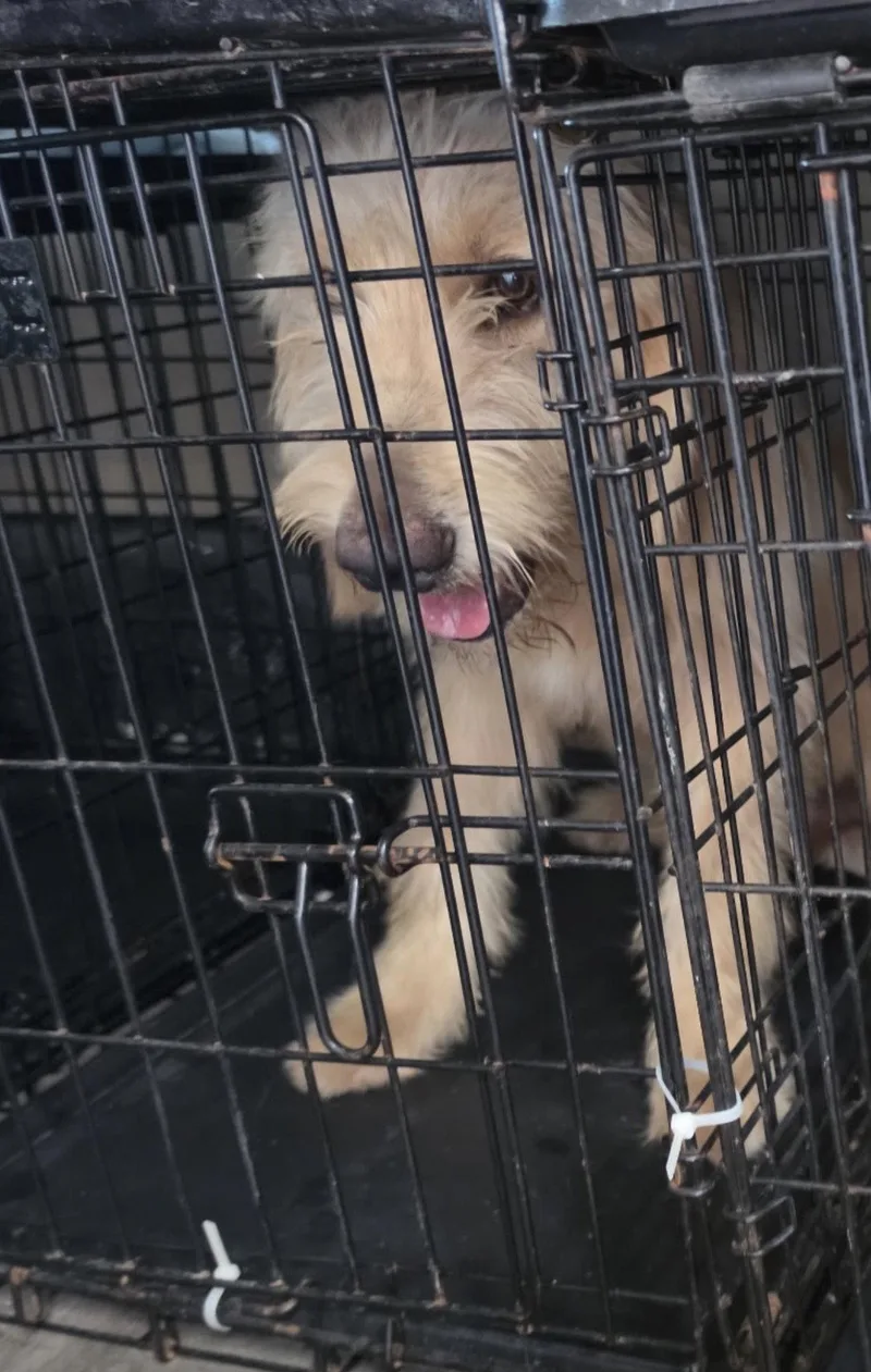 An adult large-sized male Golden Retriever dog named Bernie for adoption in Fort Worth, TX