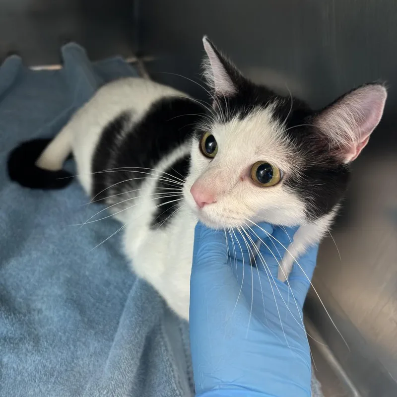 A young medium-sized female White Domestic Short Hair cat named Beth for adoption in Council Bluffs, IA