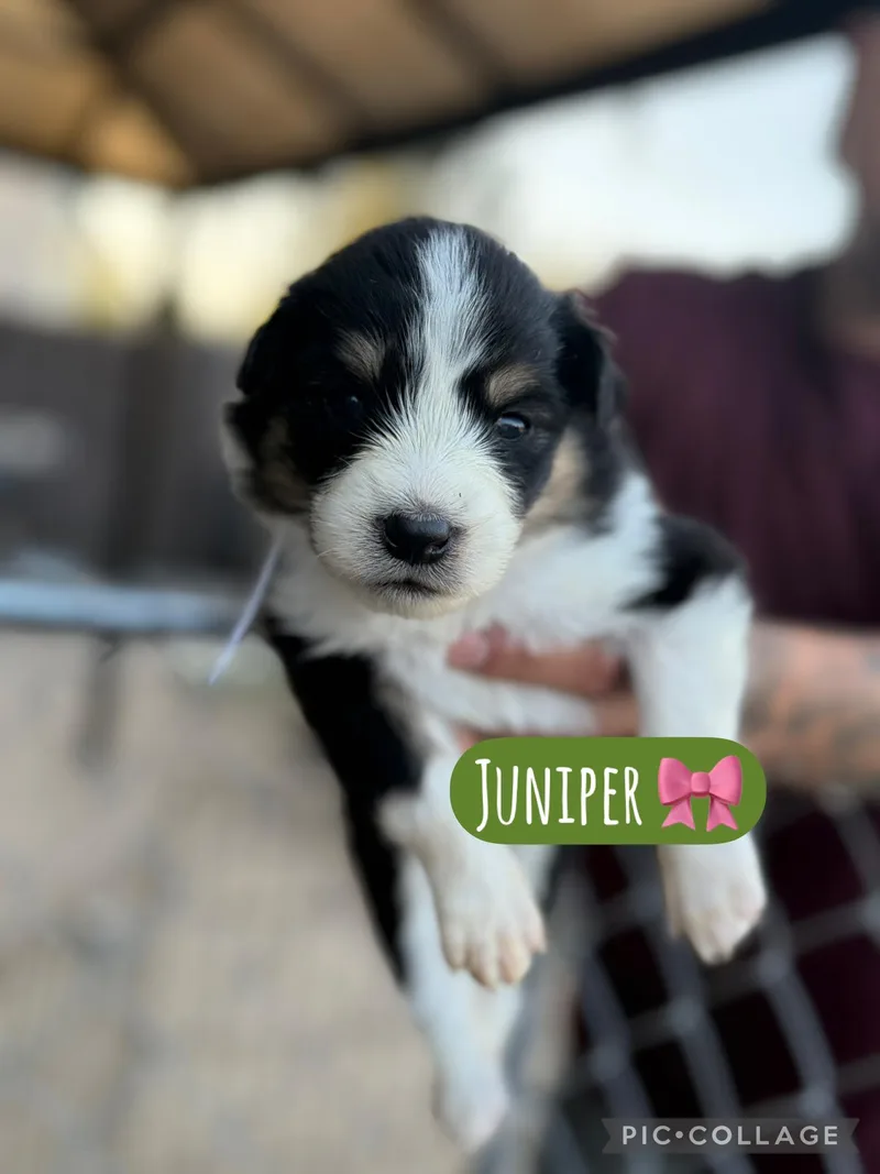 A baby medium-sized female Akita dog named Juniper for adoption in Lodi, CA