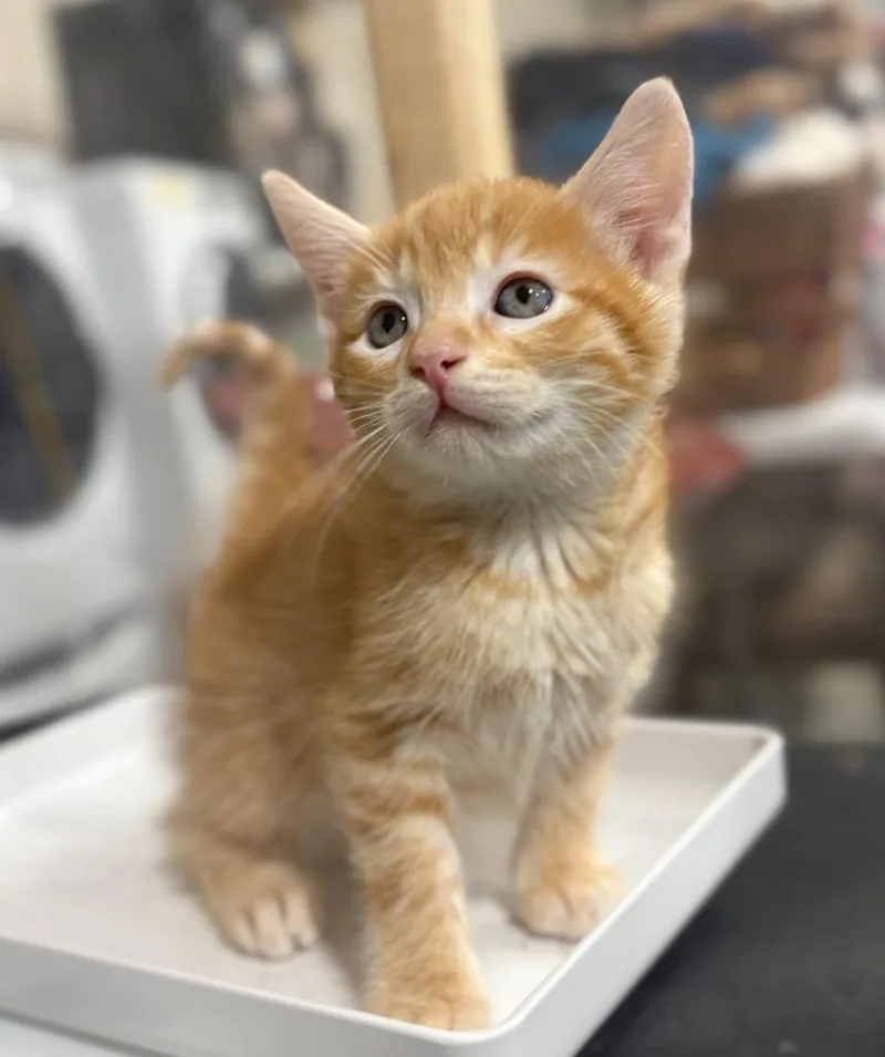 A baby small-sized male Domestic Short Hair cat named Clementine for adoption in Corpus Christi, TX