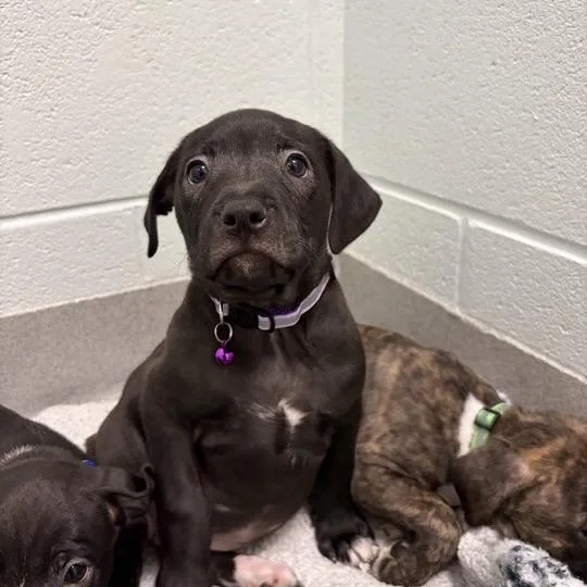 A baby small-sized female Black Mixed Breed dog named Gatsby for adoption in Chattanooga, TN