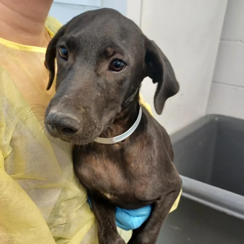 A baby small-sized male Black Labrador Retriever dog named Nicky for adoption in Hattiesburg, MS