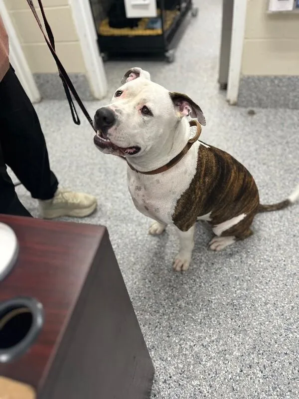 An adult medium-sized male White / Cream Pit Bull Terrier dog named Lucky for adoption in Burgaw, NC