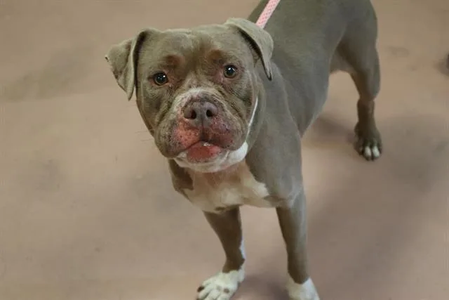 A young medium-sized female Mixed Breed dog named Trinity for adoption in Columbia, SC