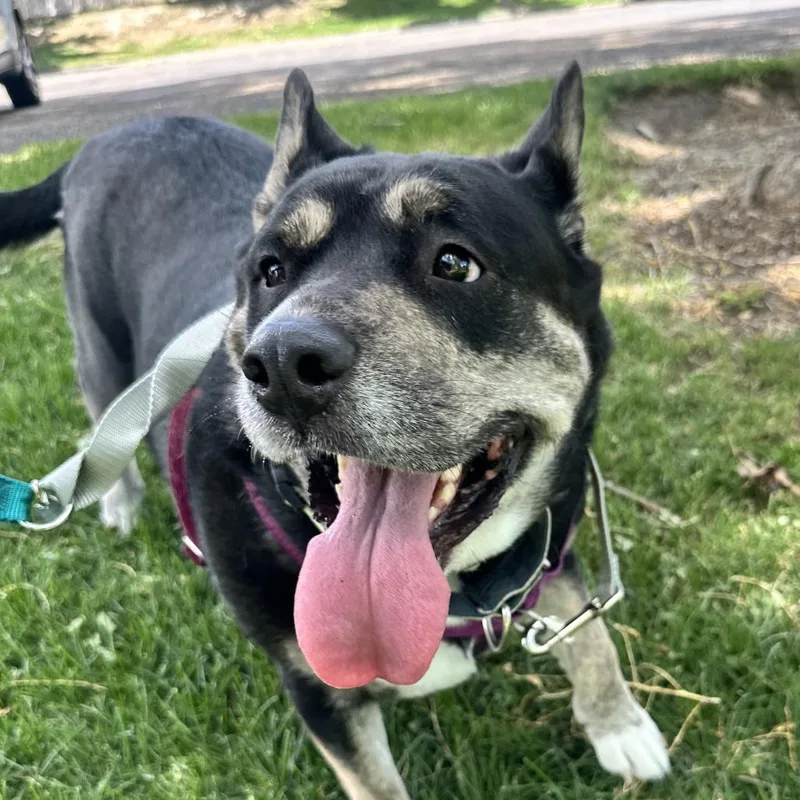 Sophia