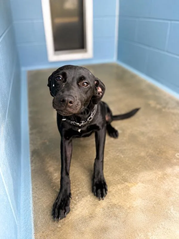 A young medium-sized male Labrador Retriever dog named Yoshi for adoption in Lafayette, LA