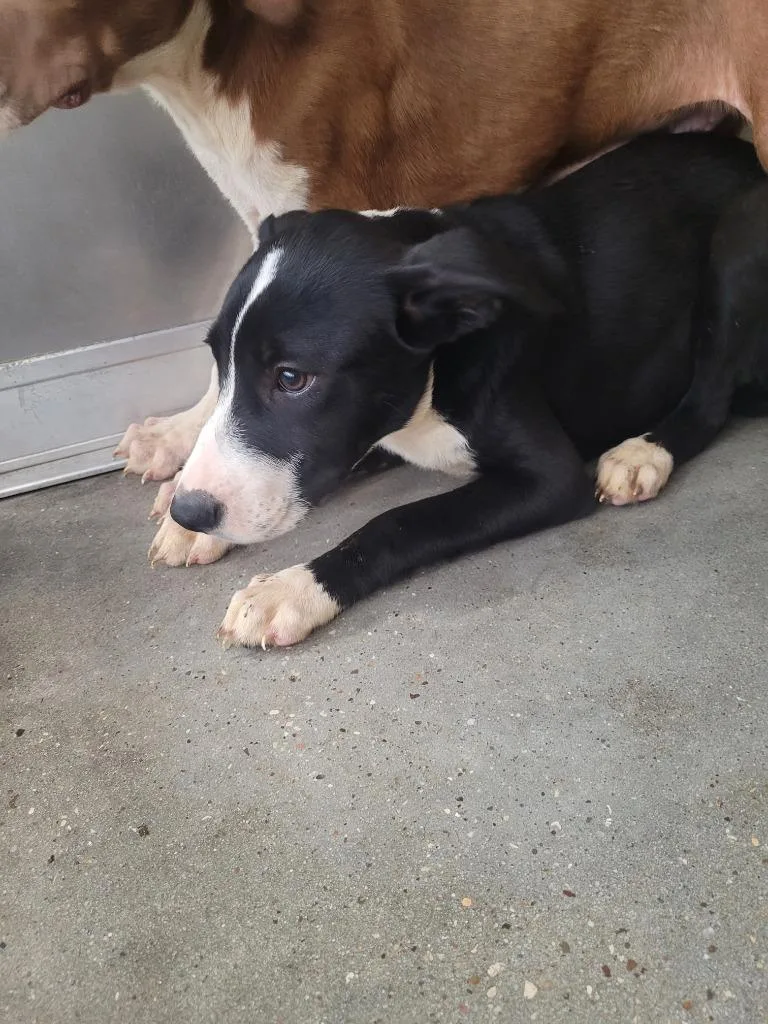A young large-sized male Pit Bull Terrier dog named Jabba for adoption in Huntsville, TX