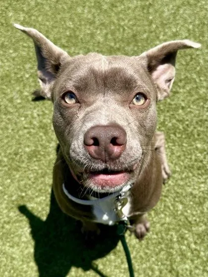 An adult medium-sized female Brown / Chocolate Mixed Breed dog named Princess for adoption in Wichita, KS