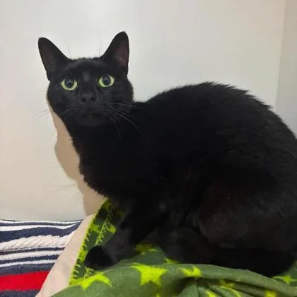 An adult large-sized male Domestic Short Hair cat named Big Boy for adoption in Gastonia, NC