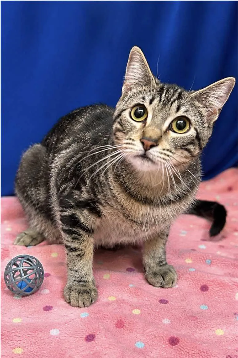 A baby medium-sized female Tabby (Gray / Blue / Silver) Tabby cat named Thea Sister of for adoption in Spring Branch, TX