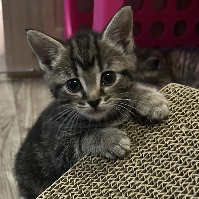 A baby small-sized male Brown / Chocolate Domestic Short Hair cat named Derek for adoption in Indianapolis, IN