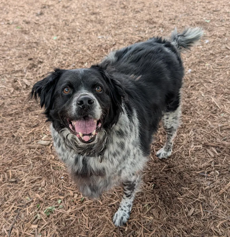 An adult medium-sized male Munsterlander dog named Trevor A for adoption in Plano, TX