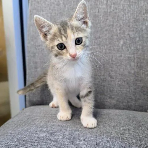 A baby small-sized female Dilute Calico Domestic Short Hair cat named Cash for adoption in Tampa, FL