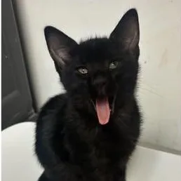 A baby medium-sized male Black Domestic Short Hair cat named Gene Simmons At Fat for adoption in Tallahassee, FL