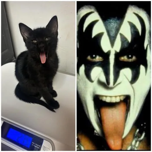 Gene Simmons At Fat thumbnail 2