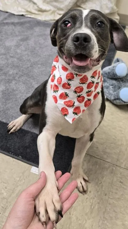 A young medium-sized female Black Mixed Breed dog named Roxie for adoption in Hamilton, OH