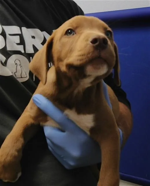 A baby small-sized male Pit Bull Terrier dog named Chaser for adoption in Albuquerque, NM