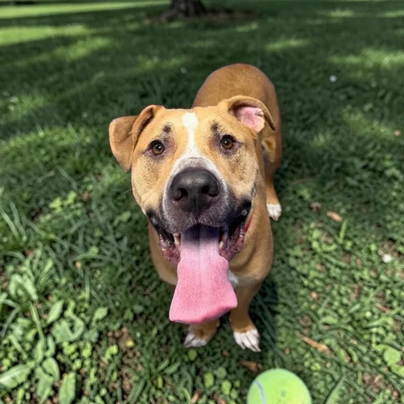 An adult extra large-sized male Golden Terrier dog named Jackson for adoption in Elyria, OH