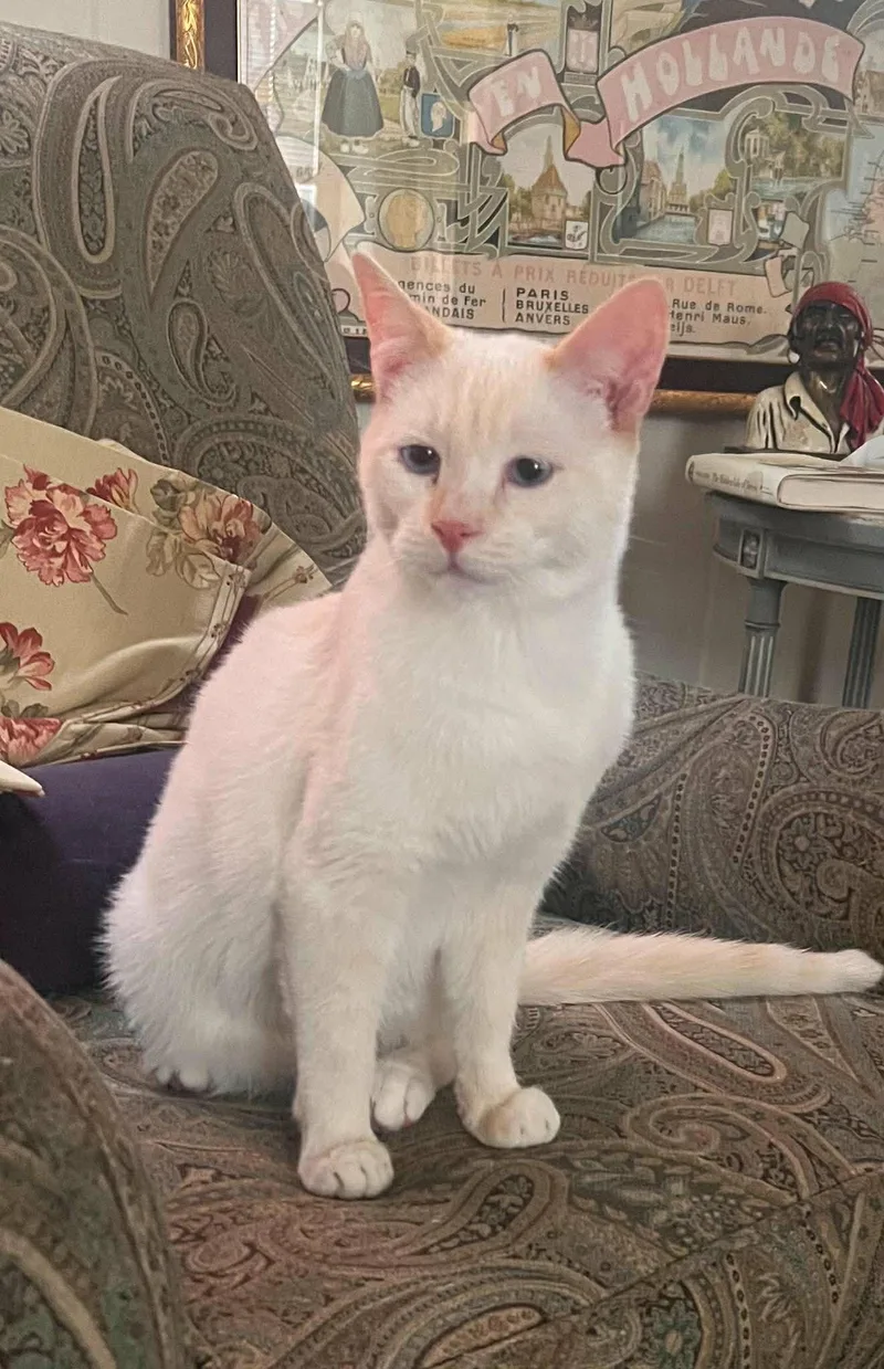 A baby medium-sized male Domestic Short Hair cat named Comet for adoption in Gonic, NH