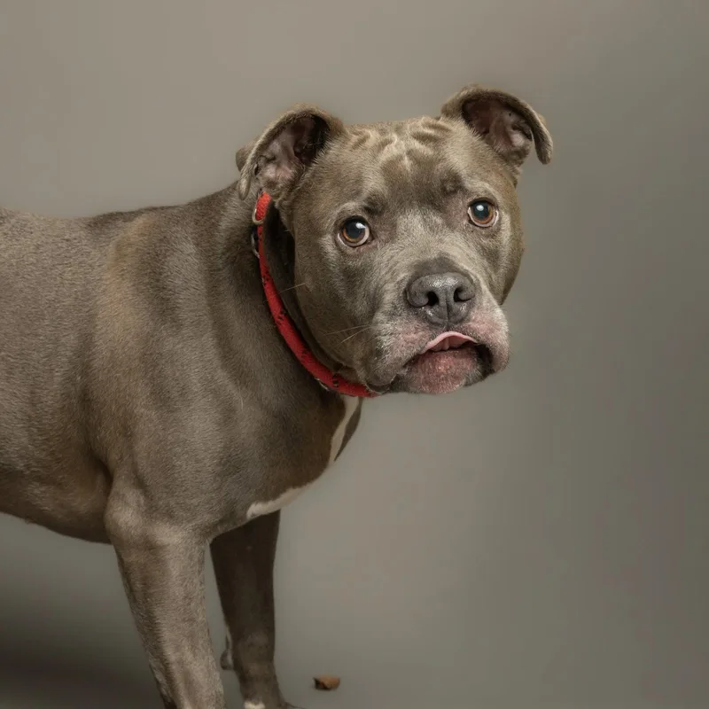 An adult medium-sized male Pit Bull Terrier dog named Blue for adoption in Richardson, TX