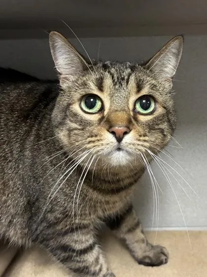 A senior large-sized female Domestic Short Hair cat named Dace for adoption in Mason, MI