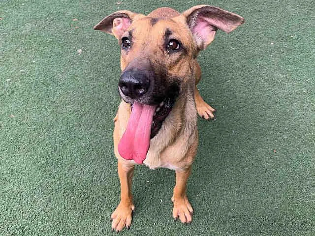 A young medium-sized female Shepherd dog named Cinnabun for adoption in Bonita, CA