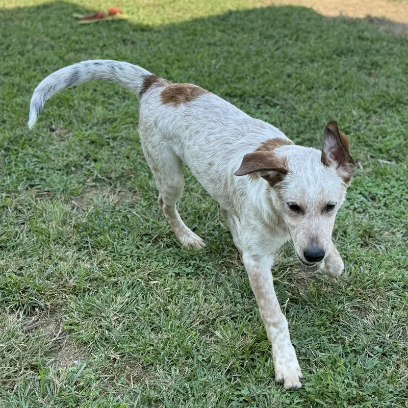 A baby medium-sized male Red / Chestnut / Orange Australian Cattle Dog / Blue Heeler dog named Biscuit for adoption in Amarillo, TX
