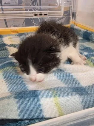 A baby small-sized female White Domestic Medium Hair cat named 60828601 for adoption in El Paso, TX