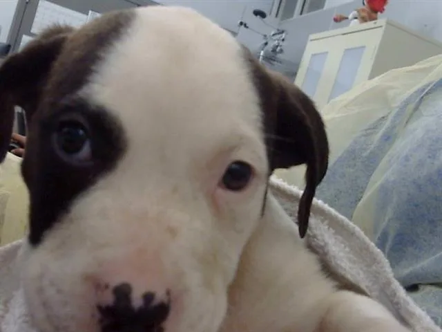 A baby medium-sized male Mixed Breed dog named Toffee for adoption in Dallas, TX
