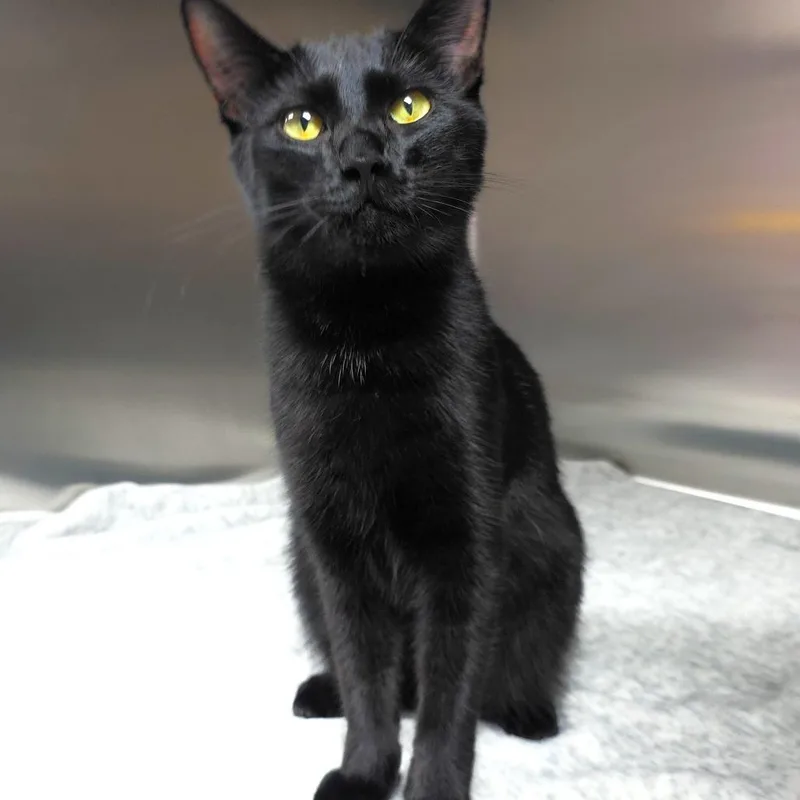 A young medium-sized male Black Domestic Short Hair cat named Felix for adoption in Michigan City, IN