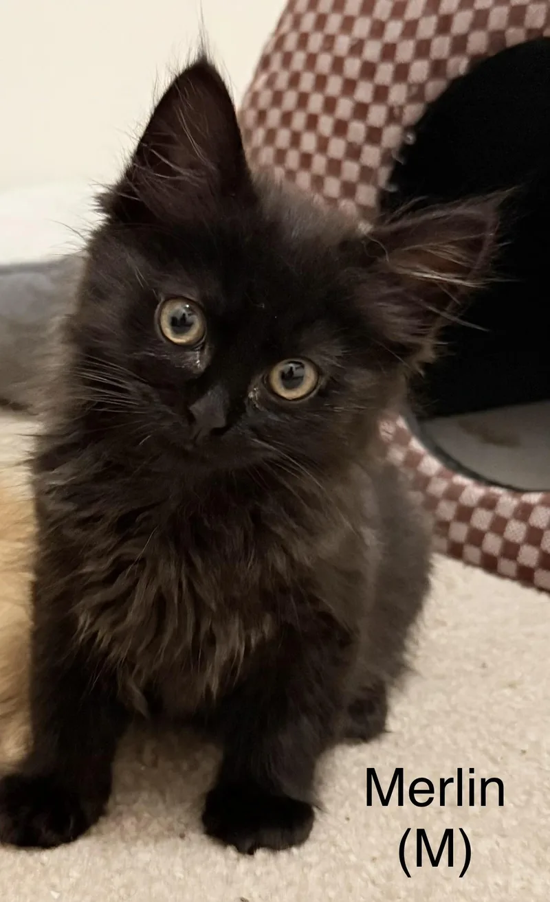 Merlin