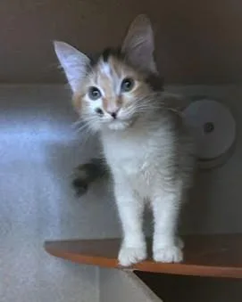 A baby medium-sized female Domestic Long Hair cat named Tweed for adoption in Washington, DC