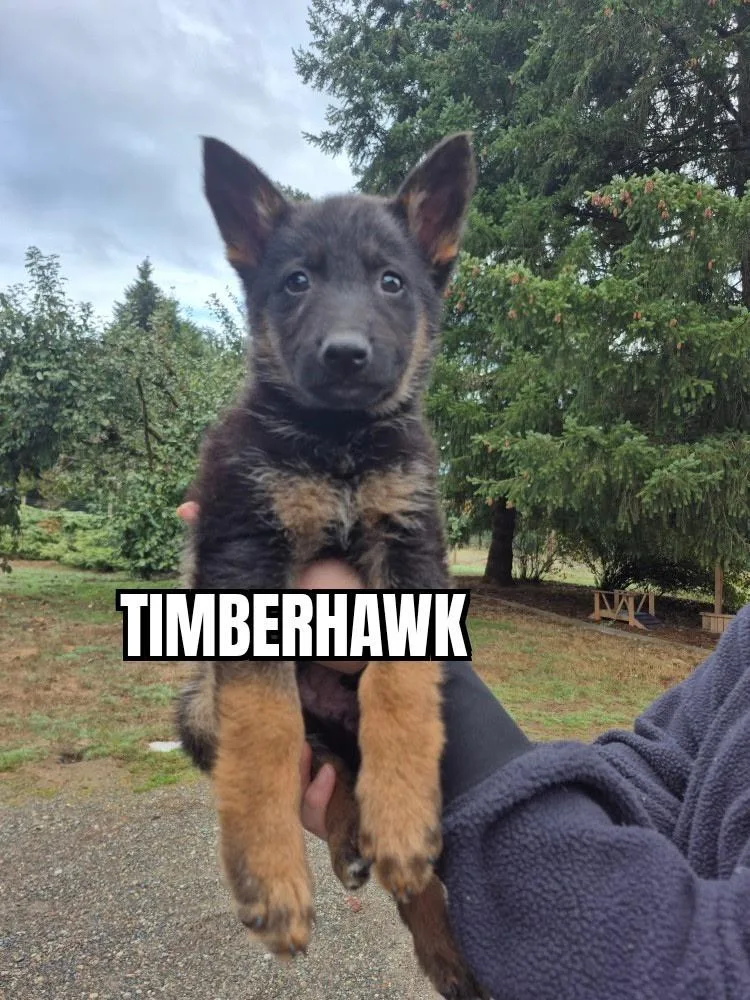 A baby large-sized male Bicolor German Shepherd Dog named Timberhawk for adoption in Olympia, WA